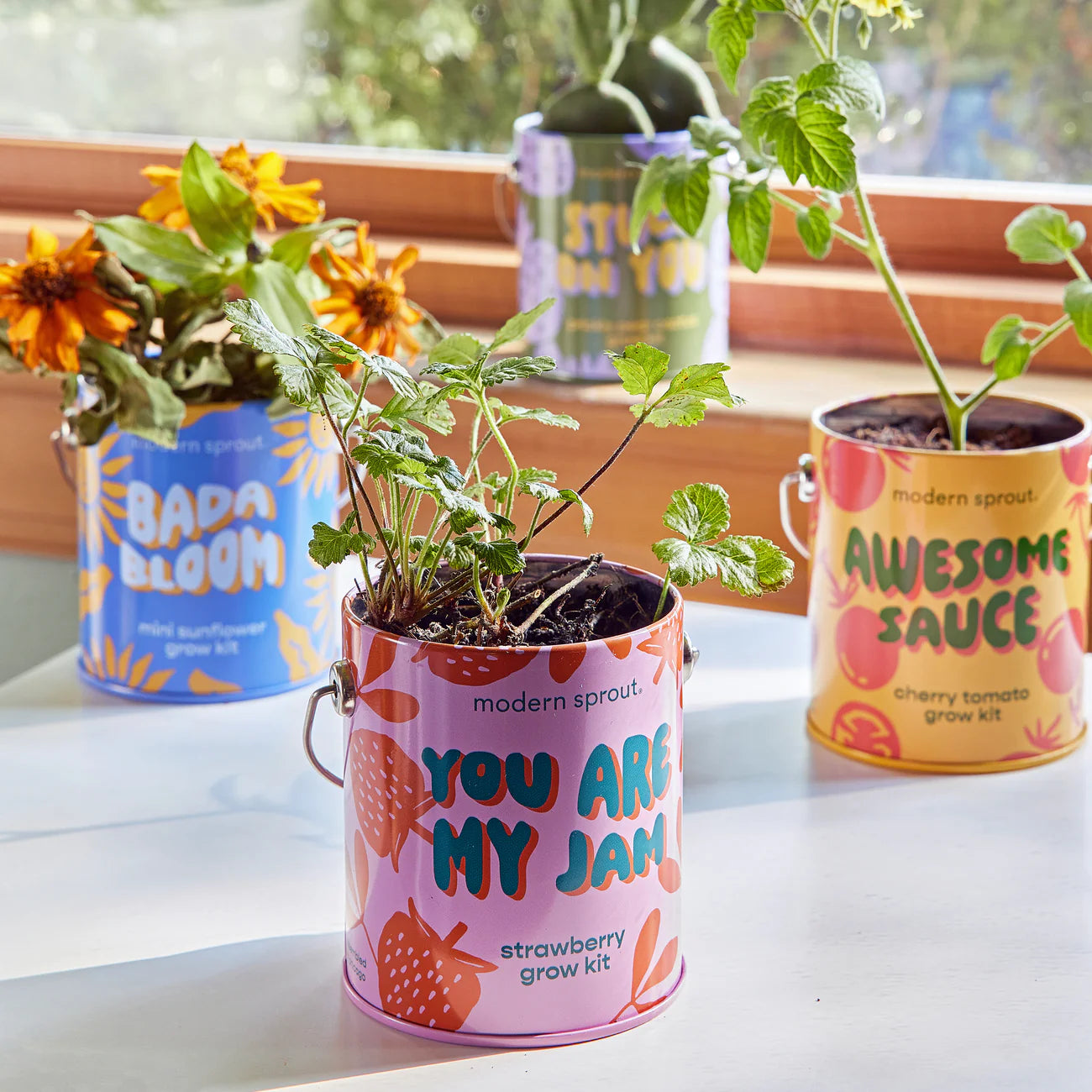 Complimentary Colors Grow Kit