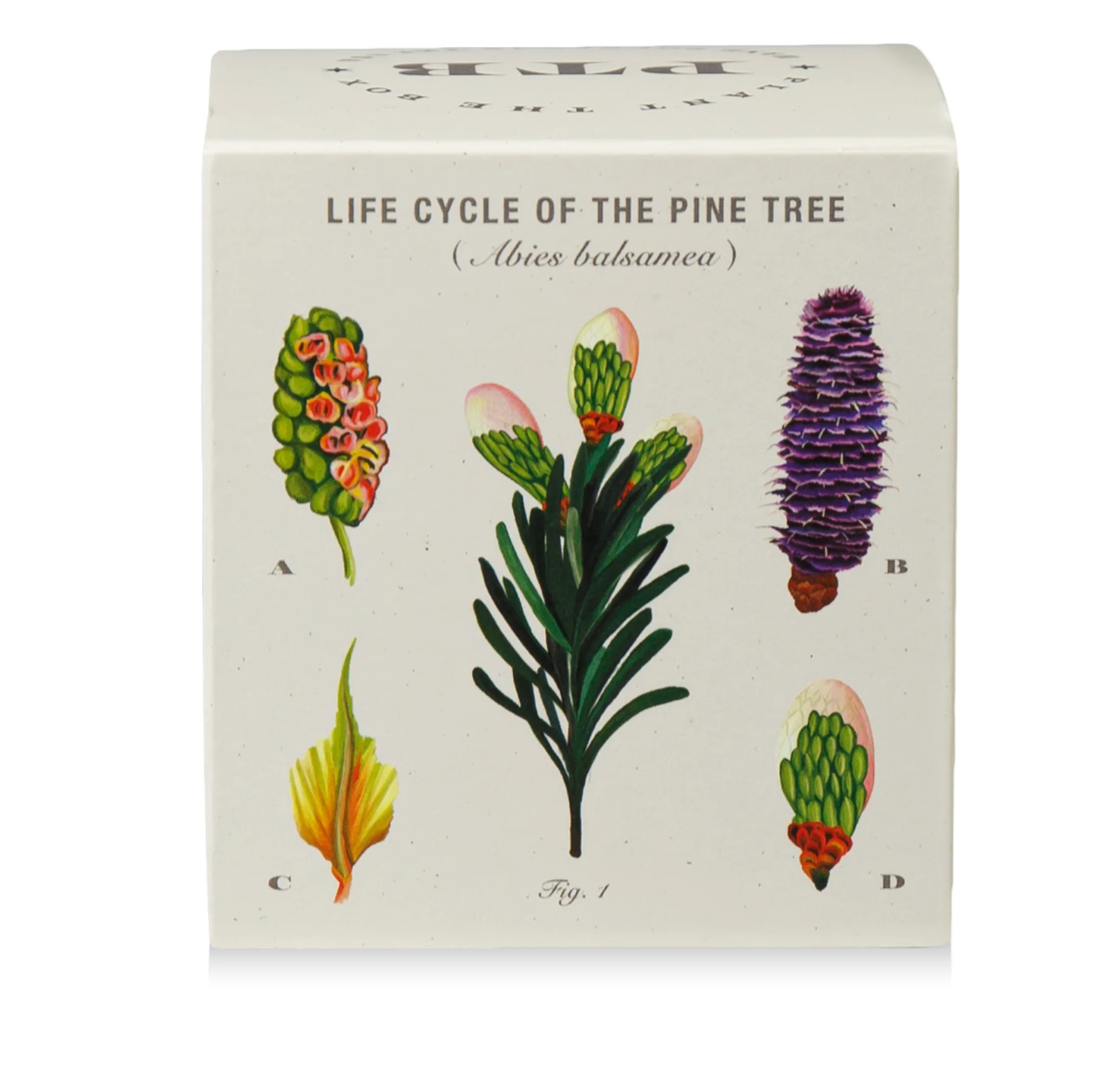 Plant the Box Candle