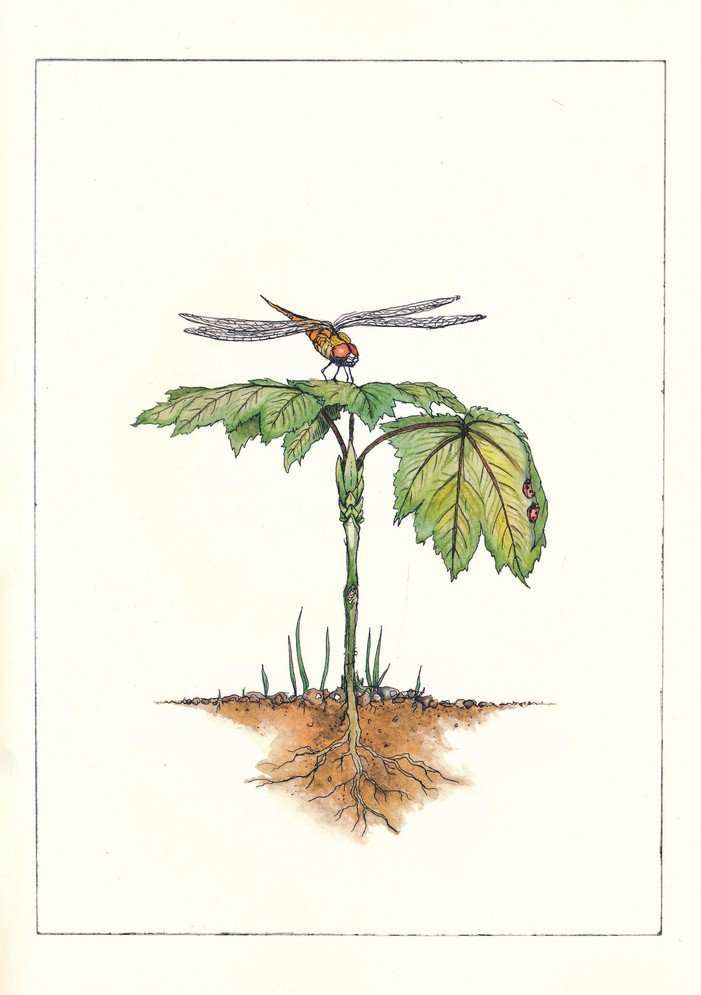 It Starts With a Seed