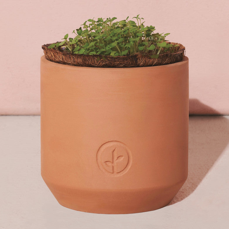Tiny Terracotta Grow Kit